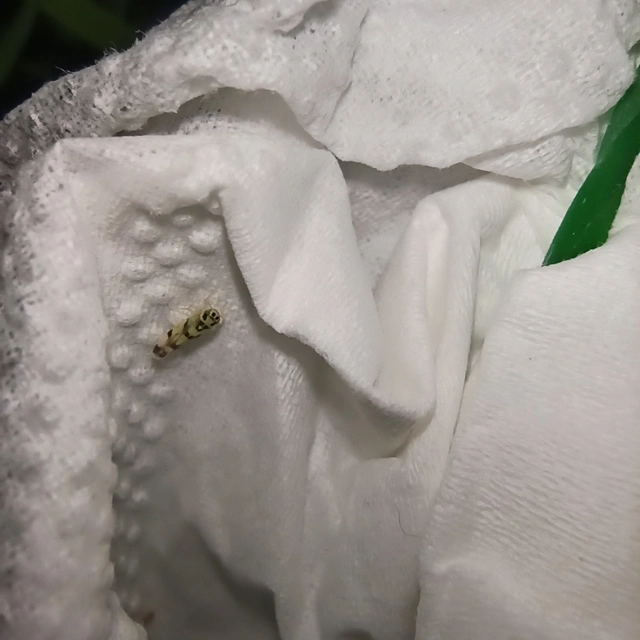 Eupteryx