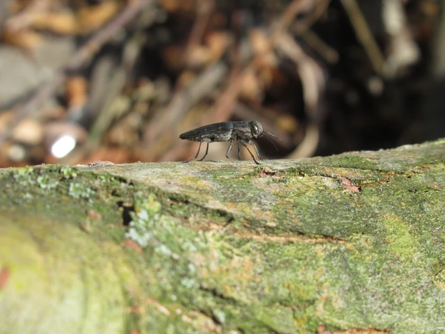 Trachypteris picta decostigma - foltos fürgedíszbogár