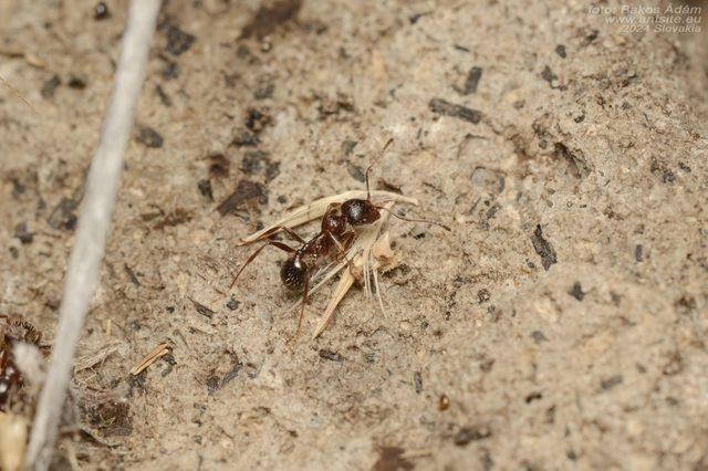 Messor structor - maggyűjtőhangya