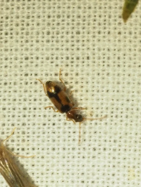 Notoxus monoceros - sárgahasú nyakszarvúbogár