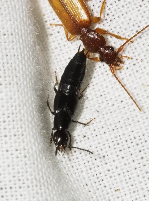 Philonthus punctus - sokpontos ganajholyva