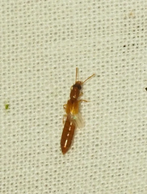 Planeustomus heydeni