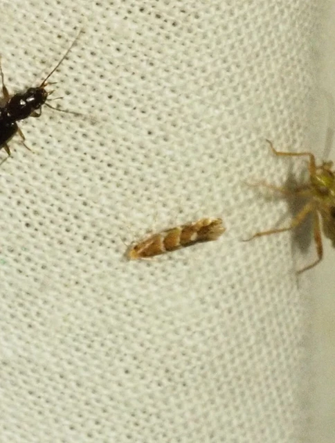 Cameraria ohridella - vadgesztenye-sátorosmoly