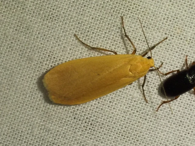 sárga zuzmószövő - Eilema sororcula