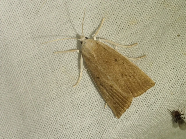 Calamotropha paludella - barna nádlevélmoly