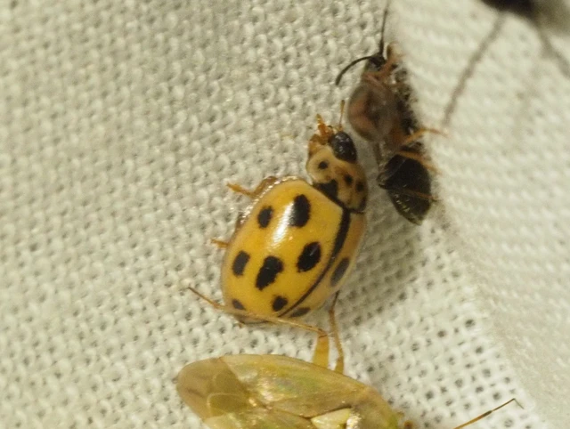 Propylea quatuordecimpunctata - tizennégypettyes füsskata