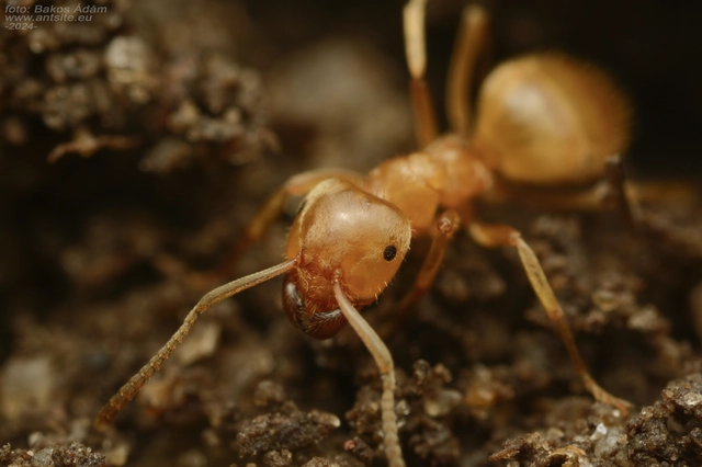 Lasius nitidigaster - bolgár borostyánhangya