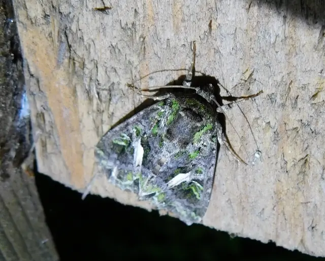 nyári zöldbagoly - Trachea atriplicis