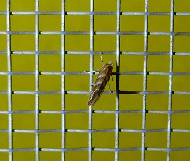 Cameraria ohridella - vadgesztenye-sátorosmoly