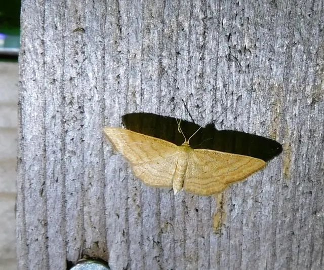 okkerszínű sávosaraszoló - Idaea ochrata