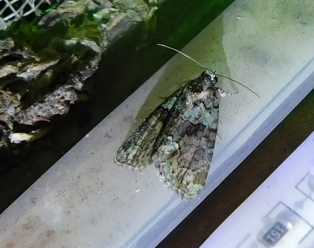 sárgászöld zuzmóbagoly - Cryphia algae