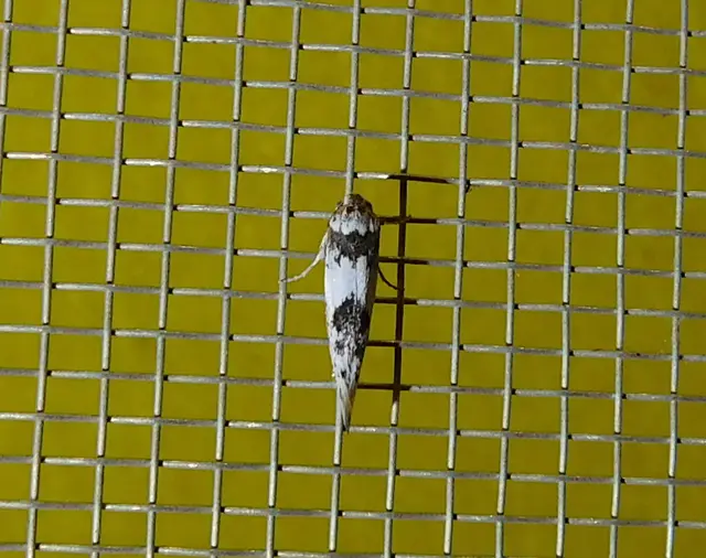 Episcythris triangulella - mediterrán zöldmoly