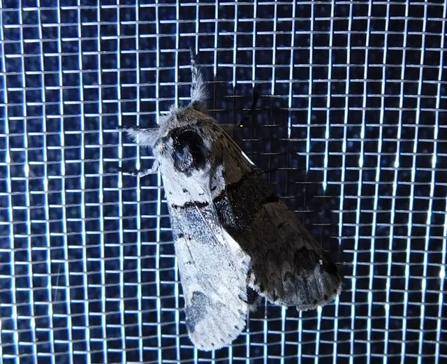 kis púposszövő - Furcula bifida