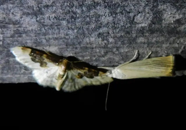 Chrysoteuchia culmella - kerti fűgyökérmoly