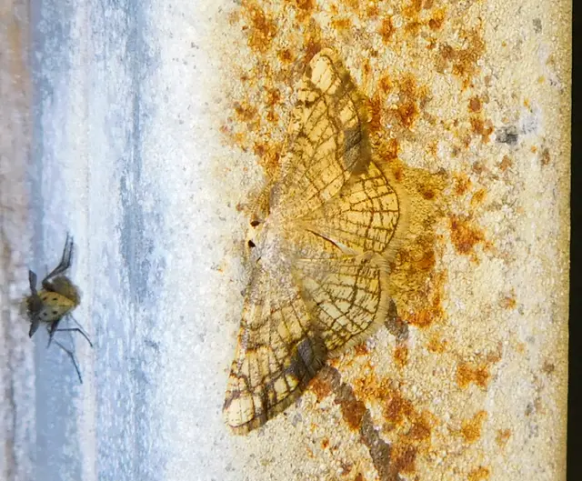 fehérnyár-araszoló - Stegania dilectaria