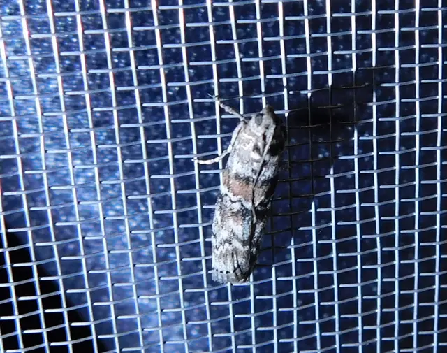 Dioryctria