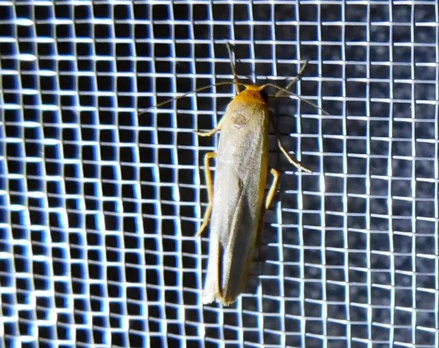 közönséges zuzmószövő - Eilema complana