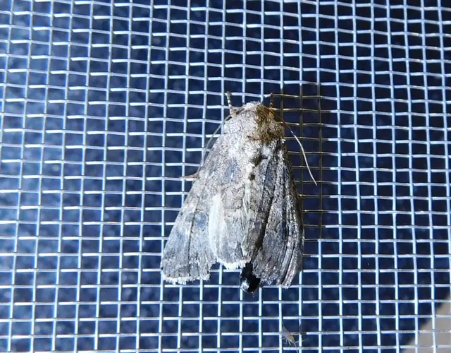 lóherebagoly - Hadula trifolii