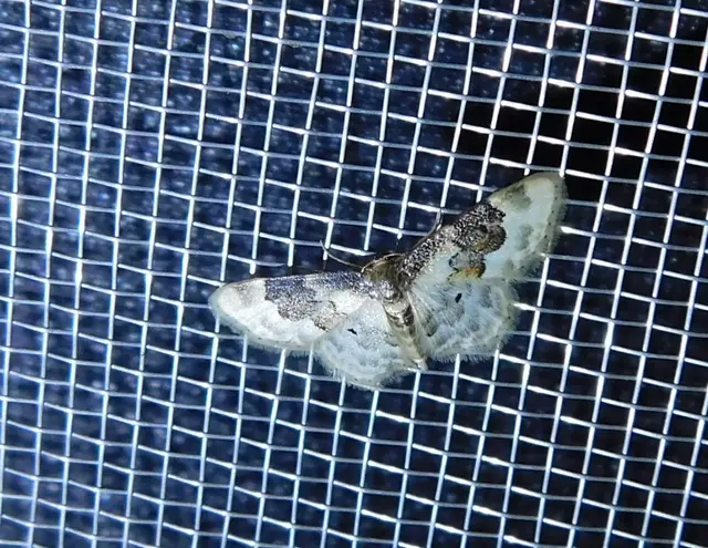 tarka apróaraszoló - Idaea rusticata