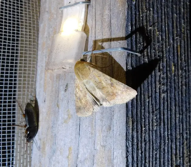 kukorica-veteménybagoly - Helicoverpa armigera