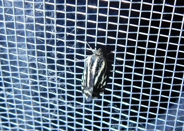 zebrabagoly - Emmelia trabealis