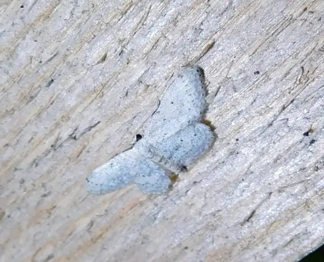 szürke apróaraszoló - Idaea seriata