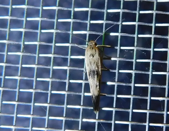 Scythris limbella - parajfonó zöldmoly