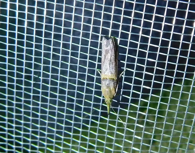 Etiella zinckenella - akácmoly
