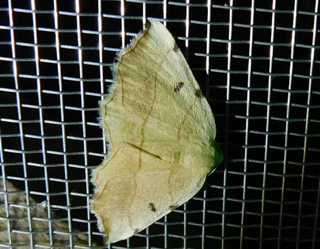 Eilicrinia trinotata - háromjegyű araszoló