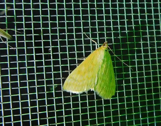 Sitochroa verticalis - világossárga dudvamoly