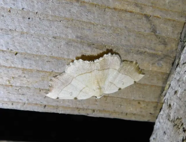 háromjegyű araszoló - Eilicrinia trinotata