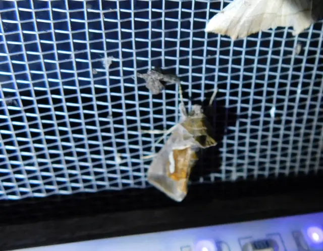 cseppfoltos ezüstbagoly - Macdunnoughia confusa