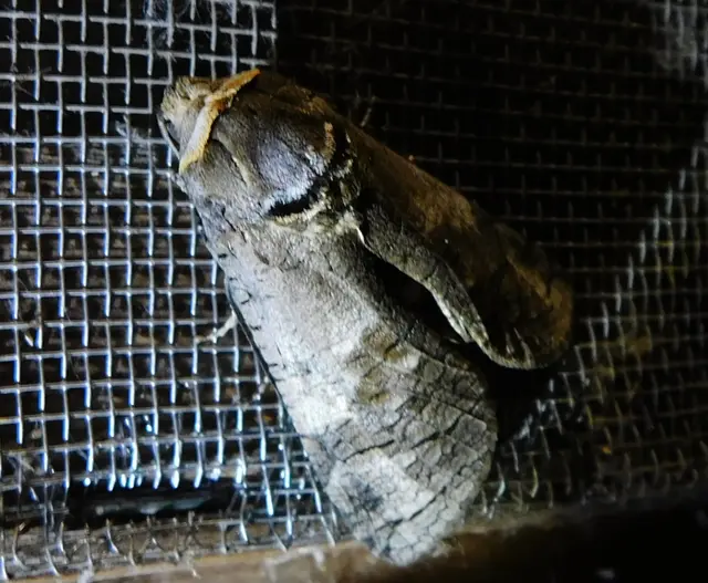 Cossus cossus - fűzfarontólepke