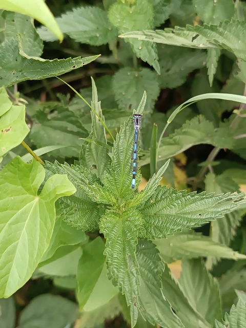 Coenagrion ornatum - díszes légivadász