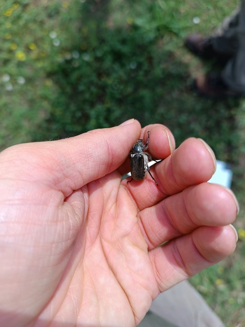 Anoxia pilosa - pusztai cserebogár