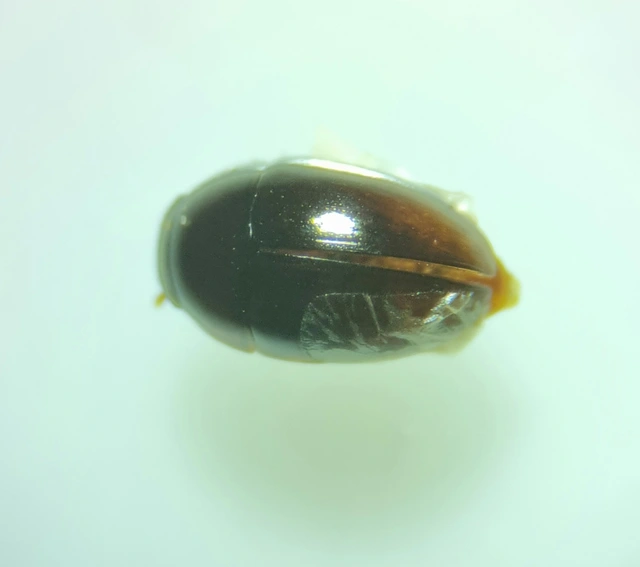 Phalacridae - kalászbogárfélék Phalacridae - kalászbogárfélék