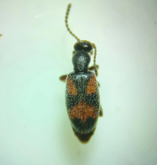 Anthicus antherinus - közönséges fürgebogár