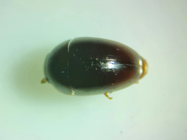 Phalacridae - kalászbogárfélék Phalacridae - kalászbogárfélék