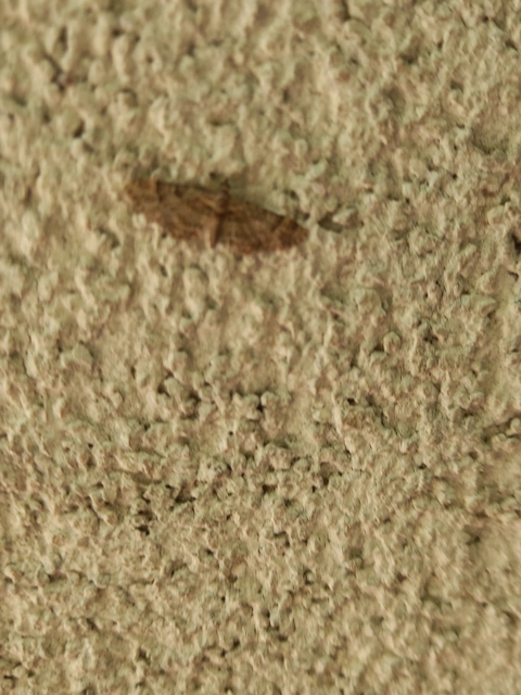 Gymnoscelis rufifasciata - vöröscsíkos törpearaszoló