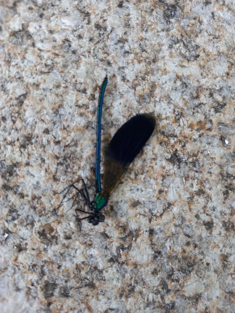 Calopteryx splendens - sávos szitakötő
