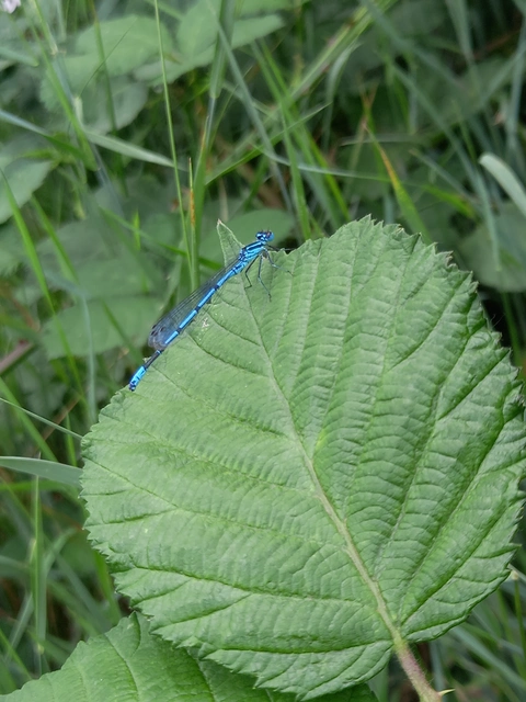 Coenagrion puella - azúrkék légivadász