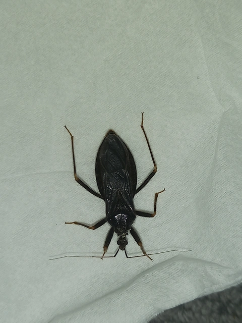 Reduvius personatus - szemetes zugpoloska