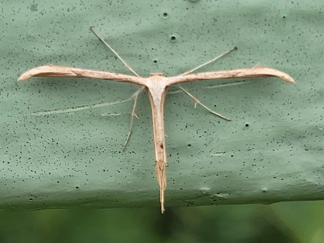 Pterophoridae - tollasmolyfélék