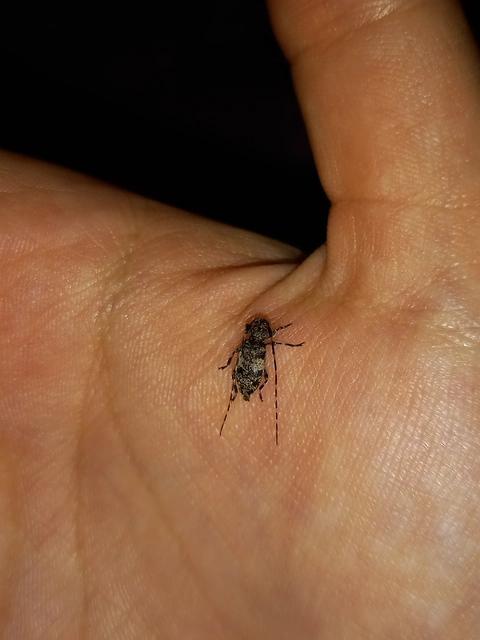 Acanthocinus griseus - szürke daliáscincér