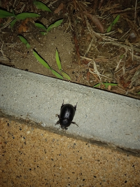 Pentodon idiota - butabogár