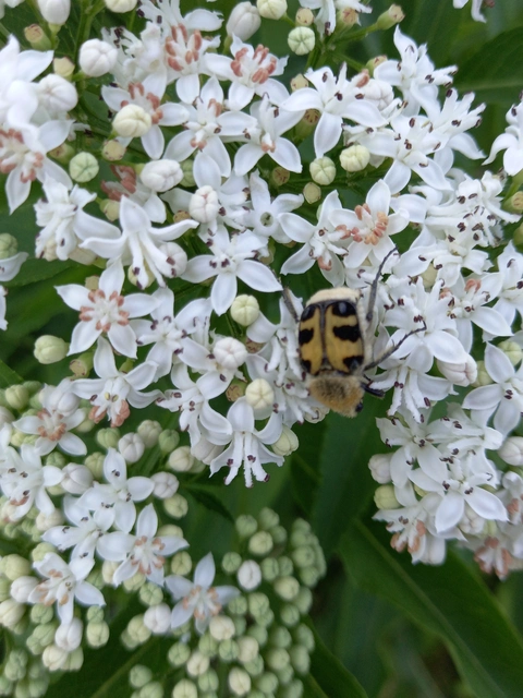Trichius sexualis - keleti prémesbogár