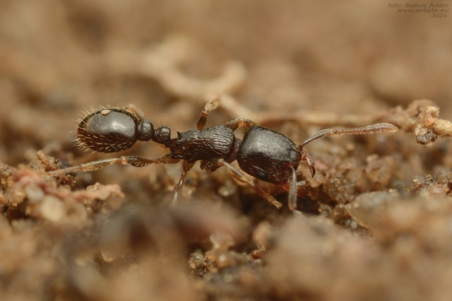 Tetramorium hungaricum - magyar gyepihangya