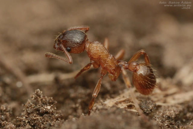 Myrmica ruginodis - erdei bütyköshangya