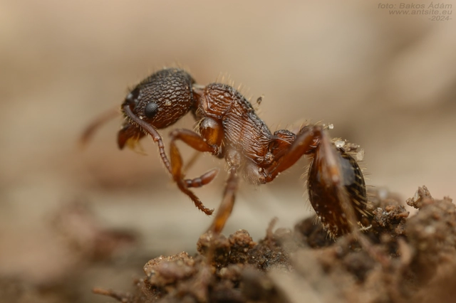 Myrmica schencki - kétszínű bütyköshangya