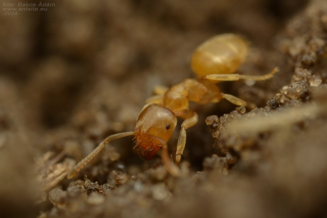 Lasius myops - ligeti borostyánhangya